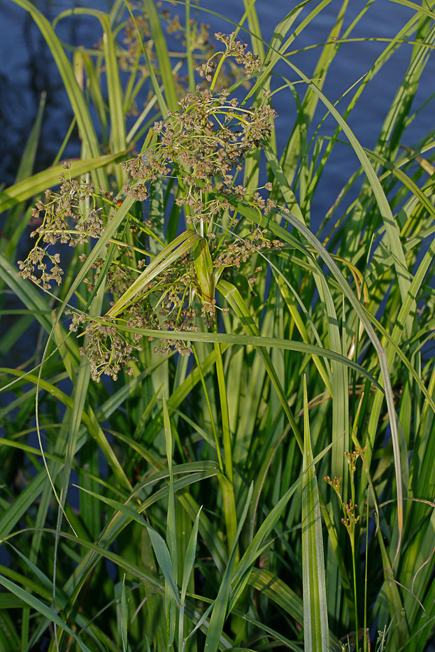 Изображение особи Scirpus sylvaticus.