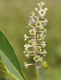 Phytolacca americana