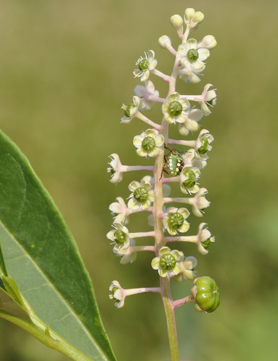 Изображение особи Phytolacca americana.