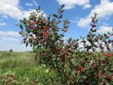 Lonicera tatarica. Часть плодоносящего растения. Томск, городская свалка. 03.08.2016.