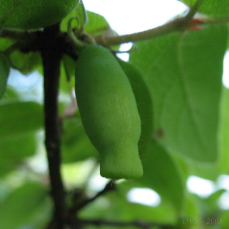 Image of Lonicera edulis specimen.