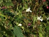 Impatiens glandulifera. Верхушка побега с цветками и плодами (белоцветковая безантоциановая форма). Финляндия, Хельсинки, Mustapuronpuisto, обочина пешеходной дорожки. 8 сентября 2016 г.