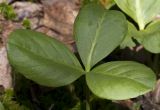 Menyanthes trifoliata