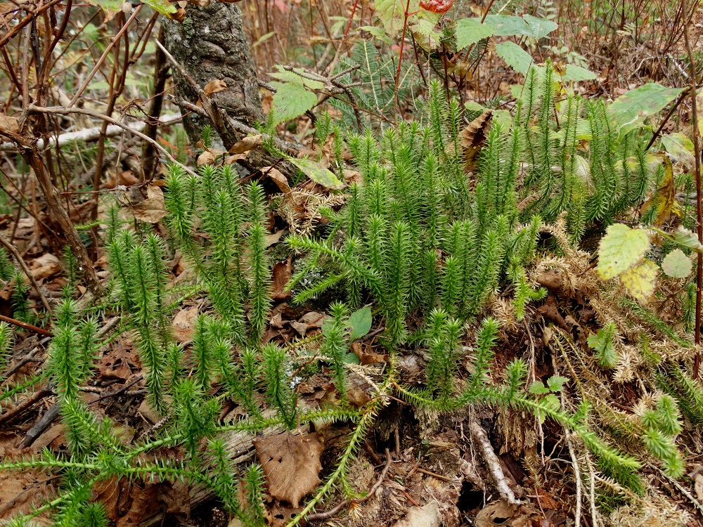 Изображение особи Lycopodium annotinum.