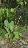 Plantago major