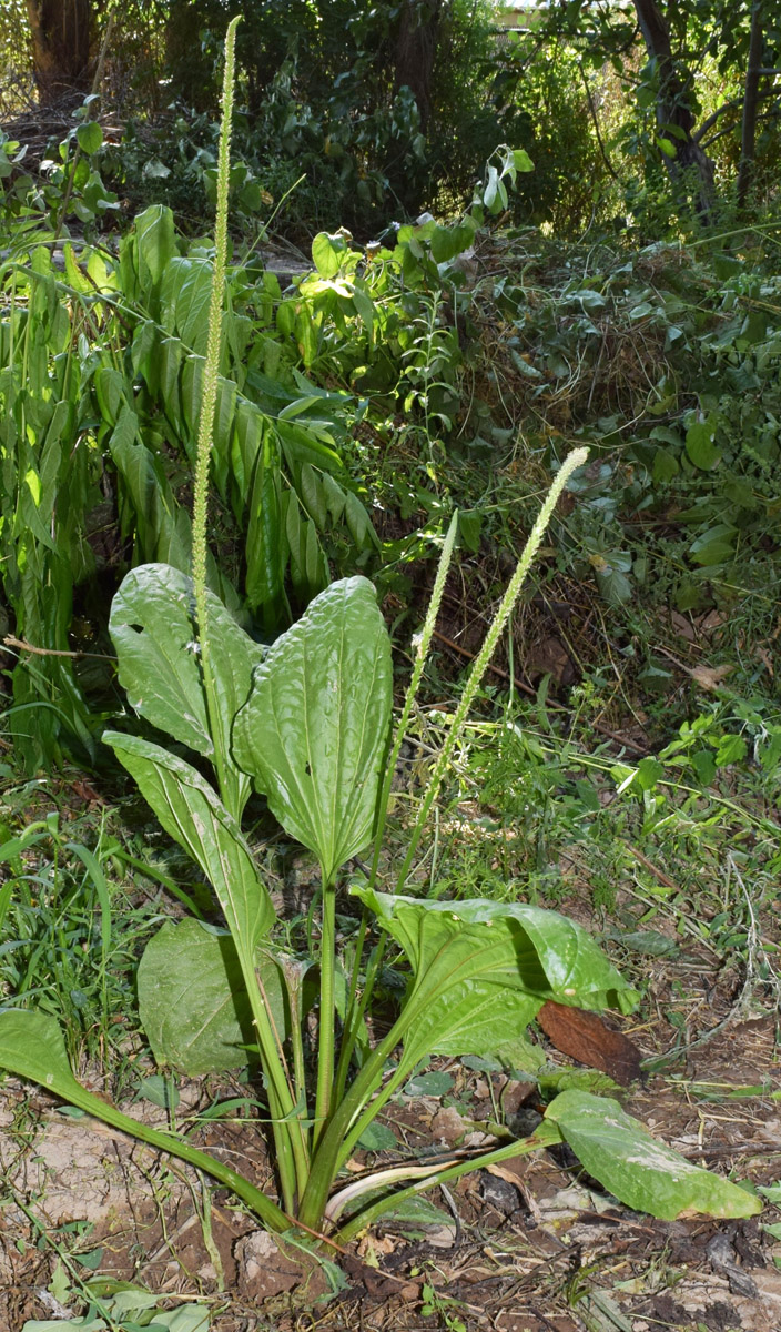 Изображение особи Plantago major.