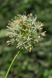 Allium alaicum