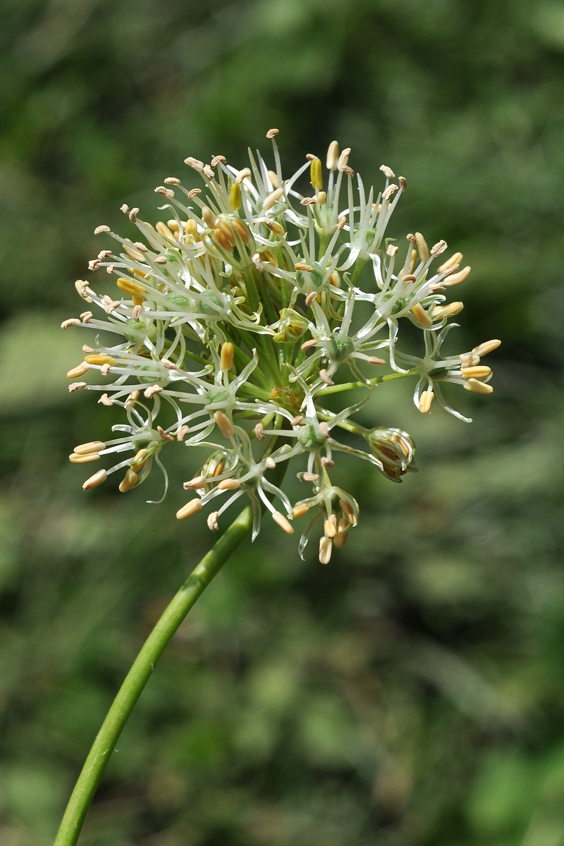 Image of Allium alaicum specimen.