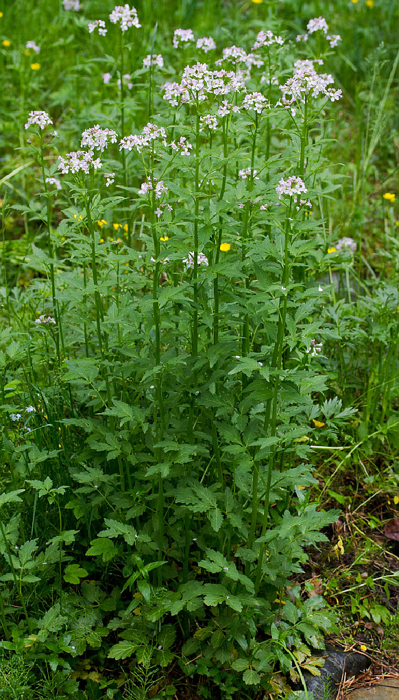 Изображение особи Cardamine macrophylla.