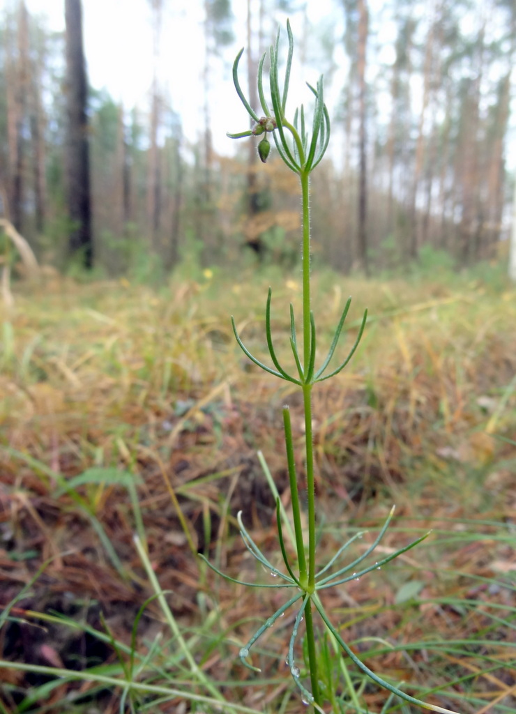 Image of Spergula arvensis specimen.