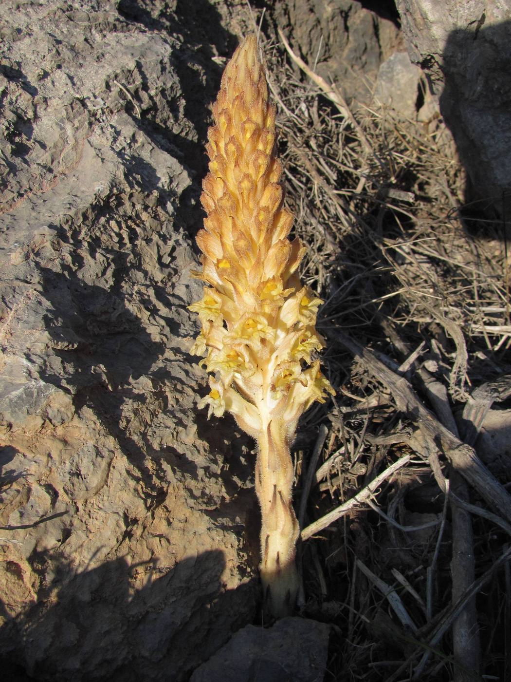 Image of Orobanche kotschyi specimen.