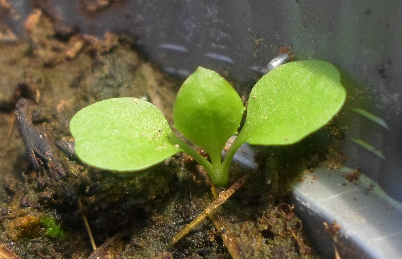 Изображение особи Taraxacum officinale.