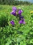 Campanula latifolia. Верхушка цветущего растения. Краснодарский край, хр. Ачишхо, ок. 1750 м н.у.м., субальпийский луг. 01.08.2016.