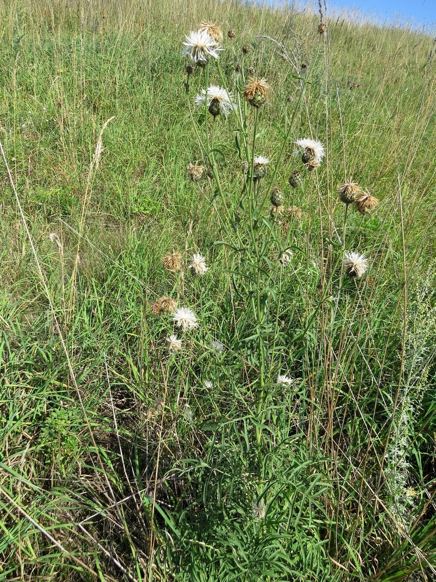 Изображение особи Centaurea scabiosa.