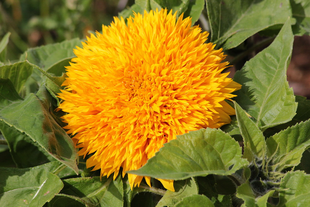 Изображение особи Helianthus annuus.