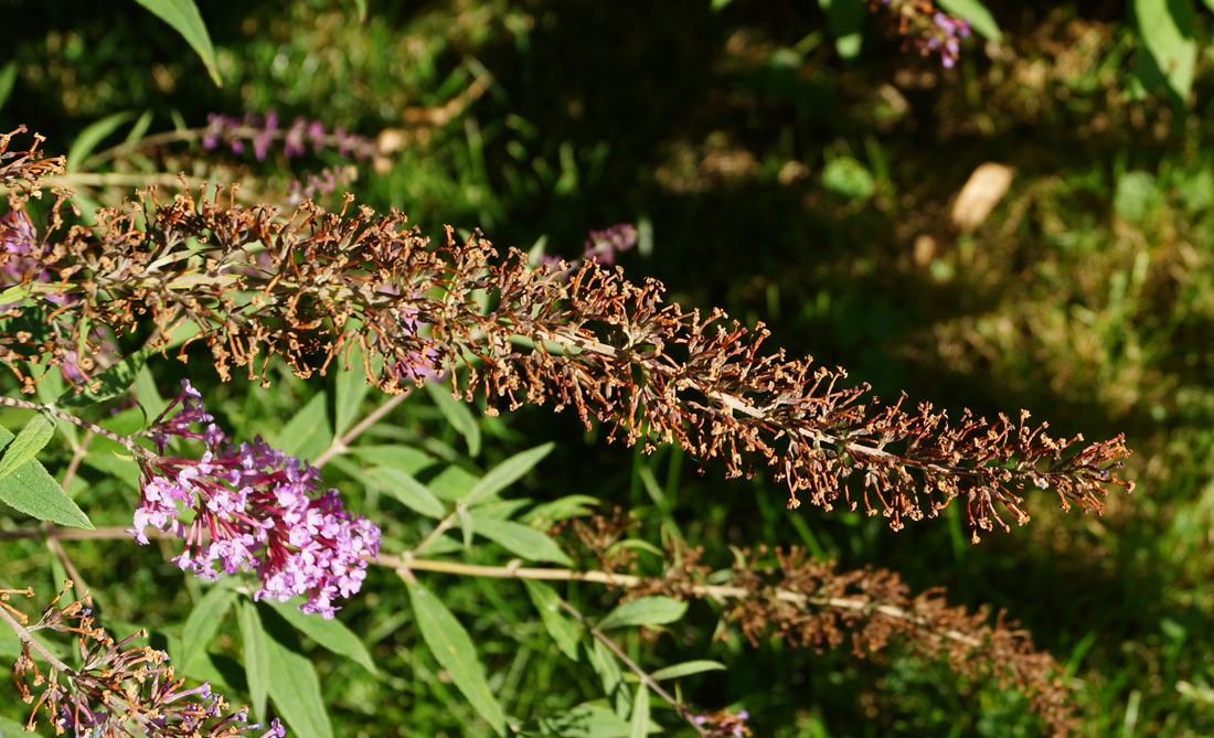 Image of Buddleja davidii specimen.