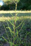 Artemisia scoparia