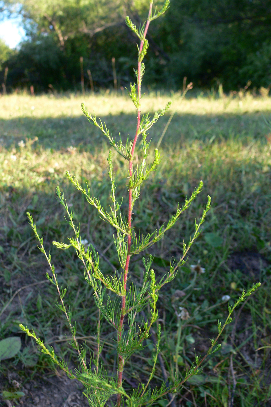 Изображение особи Artemisia scoparia.