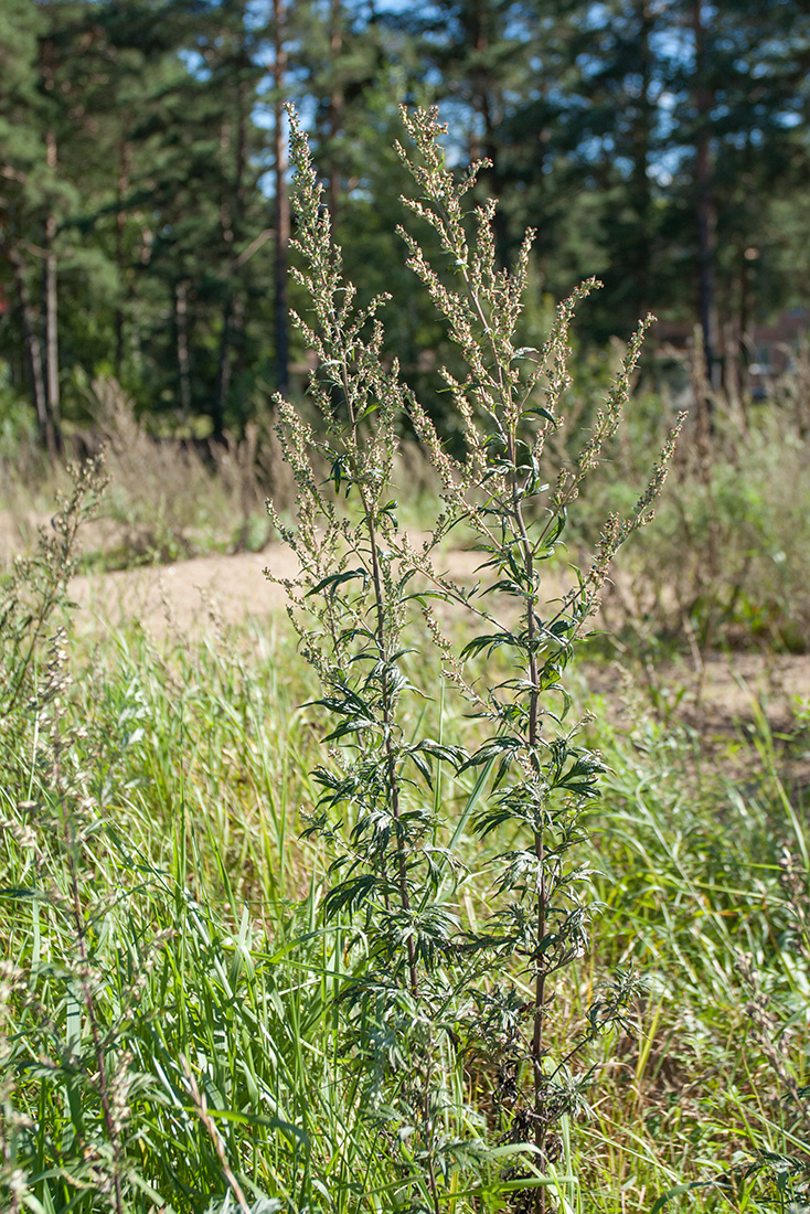 Image of Artemisia vulgaris specimen.