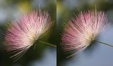 Albizia julibrissin