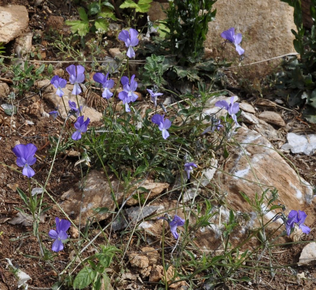 Изображение особи Viola rausii.