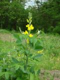 Thermopsis lupinoides