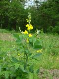 Thermopsis lupinoides. Верхушка цветущего растения. Пенза, Ботанический сад ПГУ, в культуре. 11 мая 2016 г.