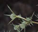 Eryngium glomeratum