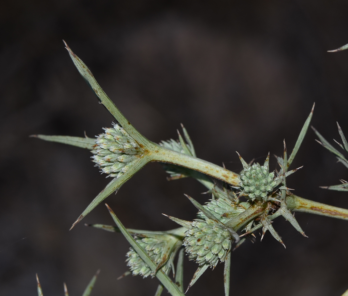 Изображение особи Eryngium glomeratum.