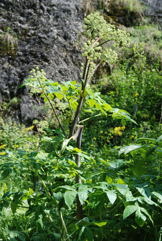 Image of Archangelica decurrens specimen.
