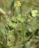 Biscutella didyma