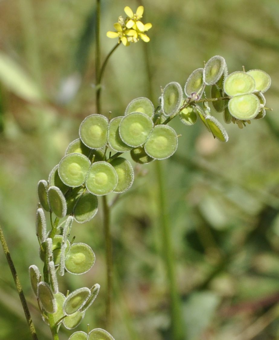Image of Biscutella didyma specimen.