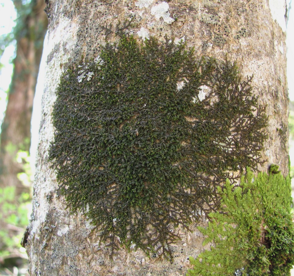 Image of genus Frullania specimen.