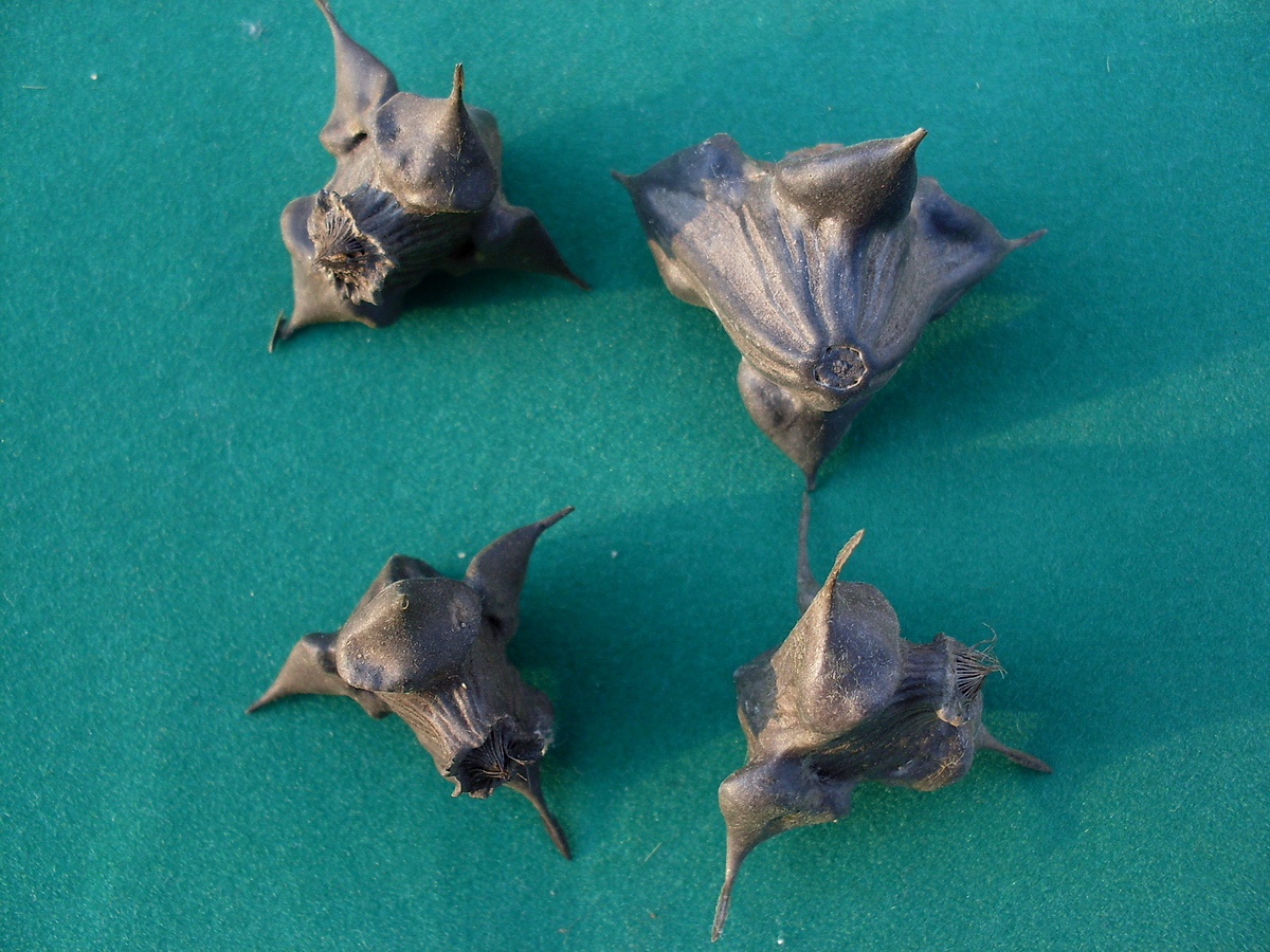 Image of Trapa natans specimen.