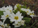 Primula vulgaris. Цветущее растение. Марий Эл, г. Йошкар-Ола, мкр-н Гомзово, в палисаднике, в культуре. 29.04.2017.