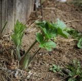 Heracleum sibiricum