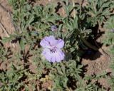 Geranium tuberosum
