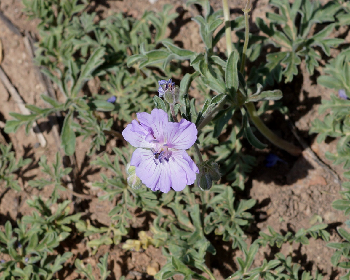 Изображение особи Geranium tuberosum.