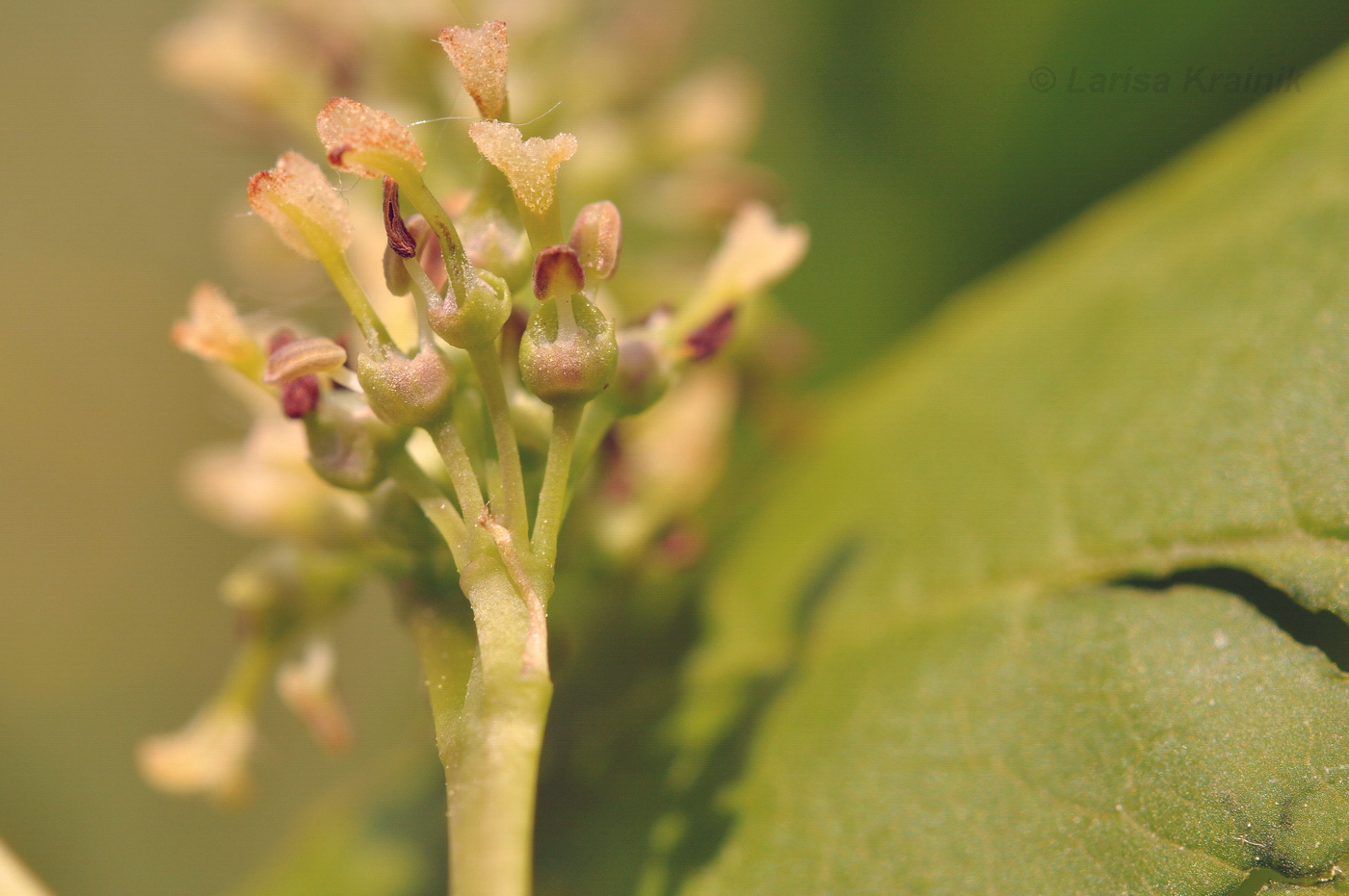 Изображение особи Fraxinus densata.