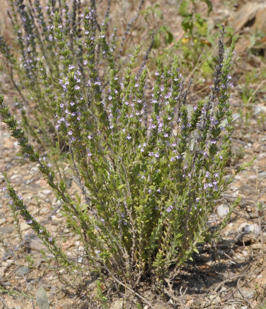 Image of Micromeria juliana specimen.