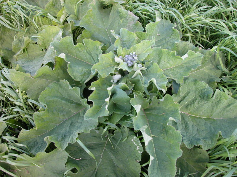 Image of Arctium tomentosum specimen.