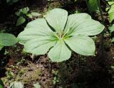 Paris japonica