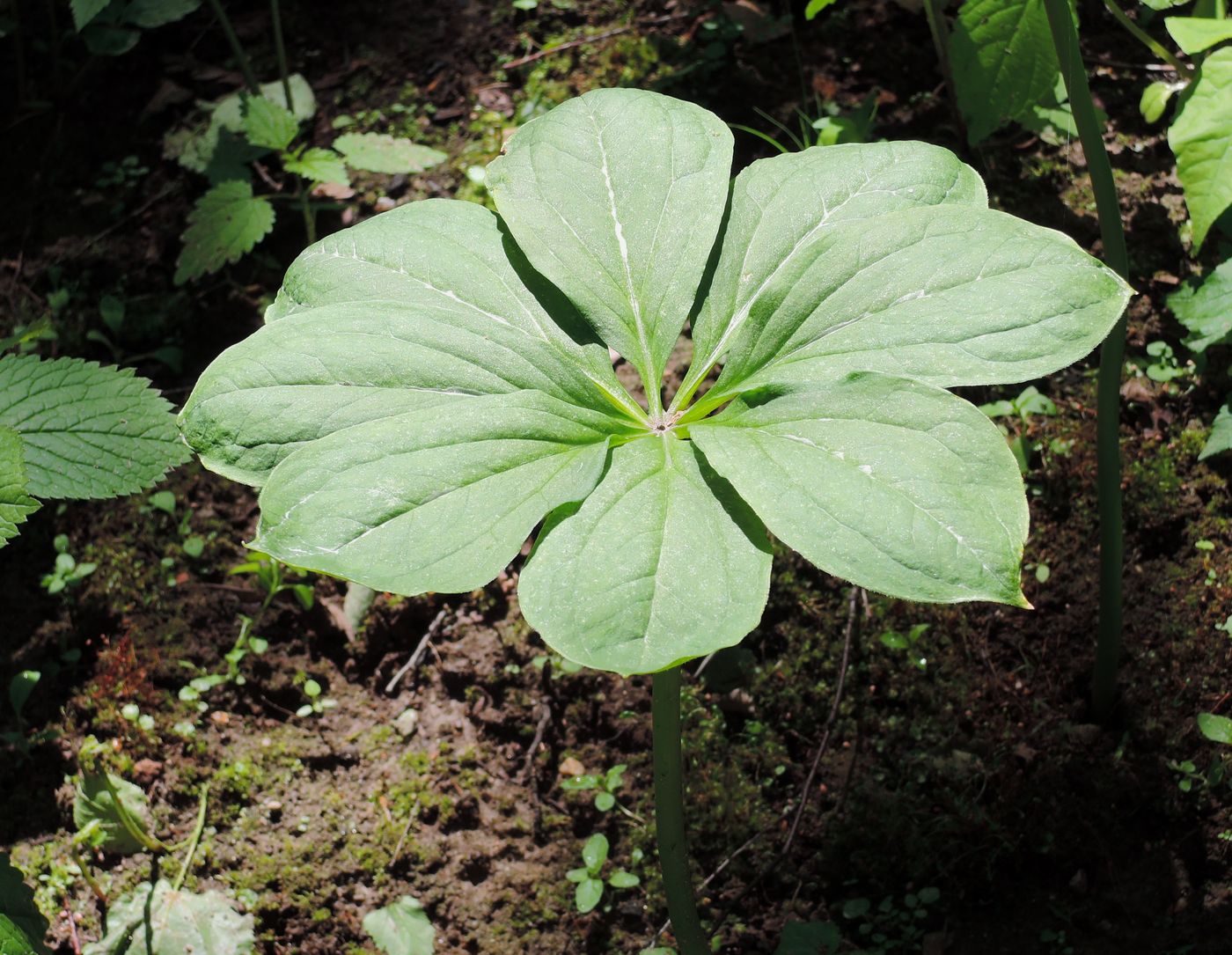 Image of Paris japonica specimen.