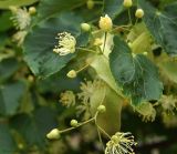 Tilia mandshurica