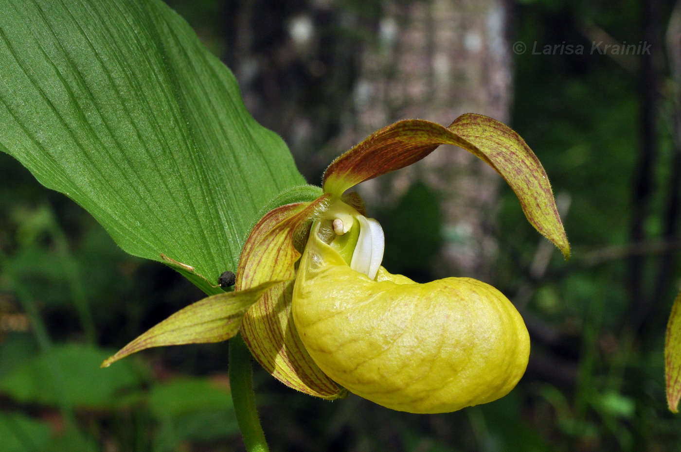 Изображение особи Cypripedium calceolus.