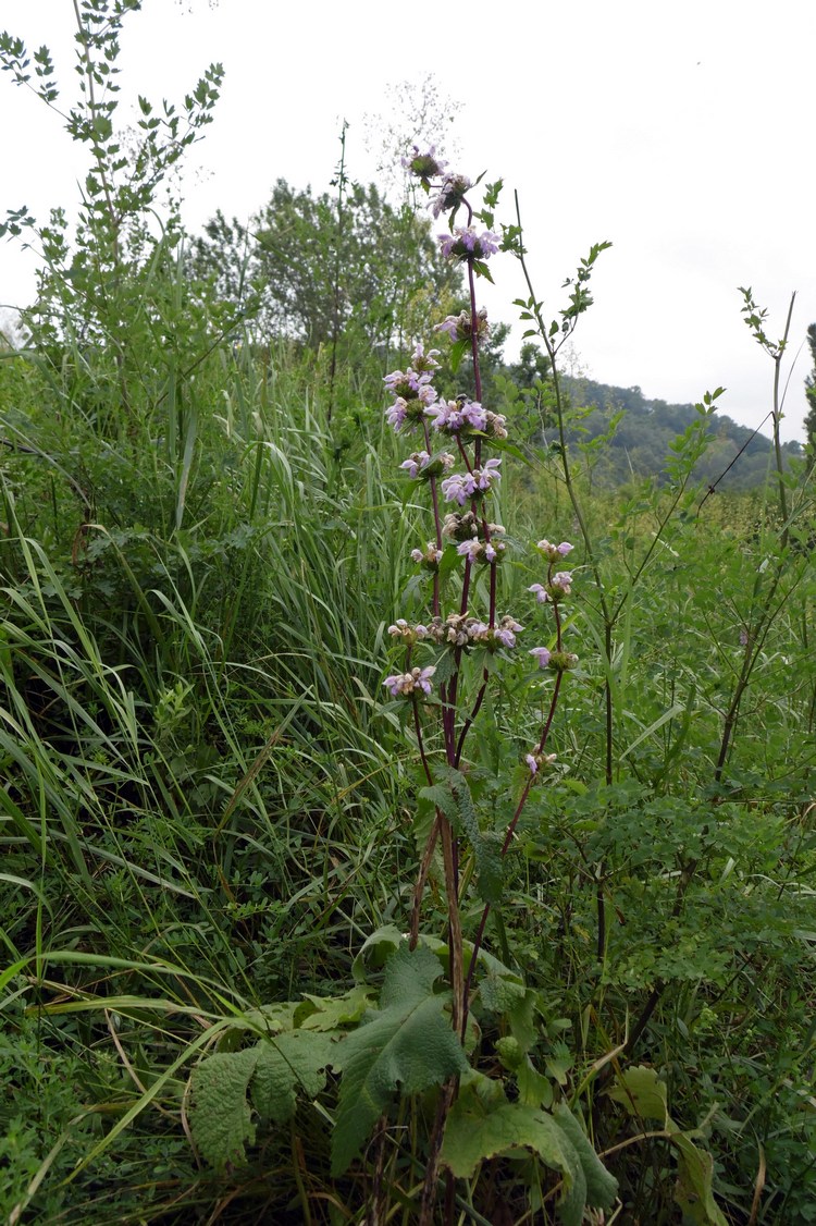 Image of Phlomoides tuberosa specimen.