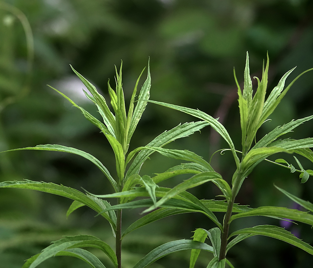 Изображение особи Solidago canadensis.