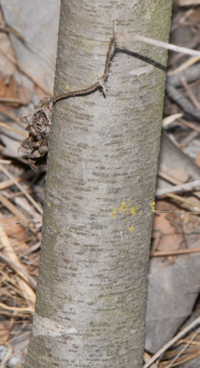 Image of Leucadendron galpinii specimen.