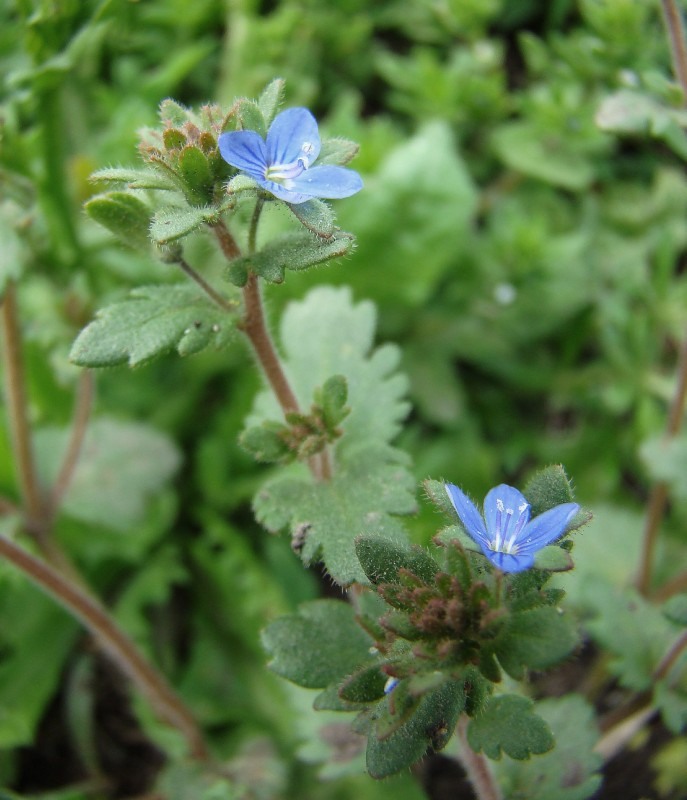 Image of Veronica praecox specimen.