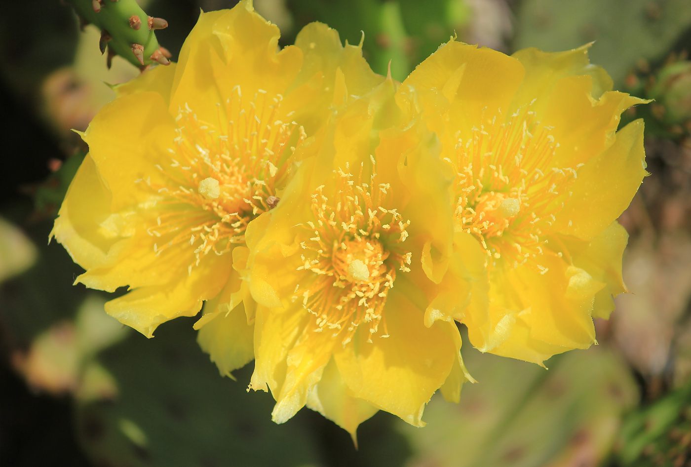 Image of Opuntia humifusa specimen.